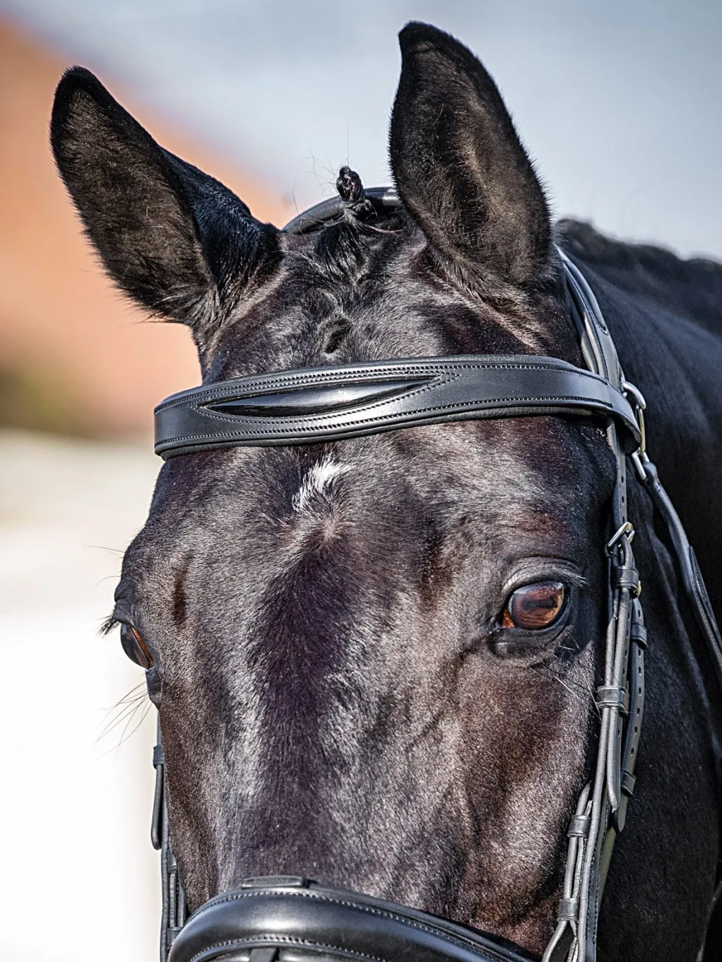 Frontal plat avec détail verni 